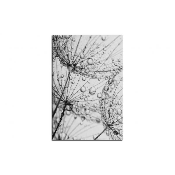 Obraz na plátně - Pampeliška s kapkami vody - obdélník